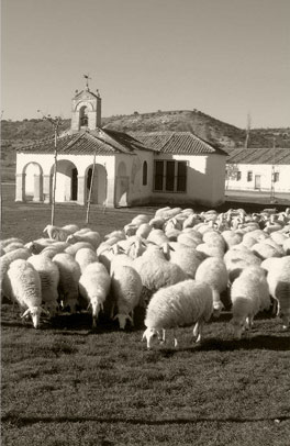 ovejas pastando en Granja Sard�n